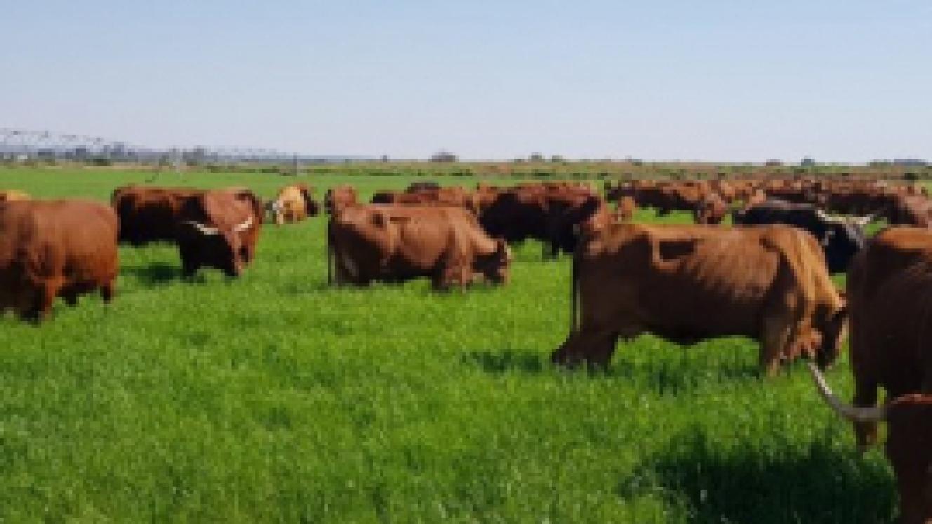UAE red meat exporters get more time to meet livestock registration requirements.