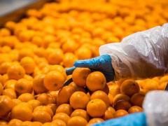The expanded cold-treatment options are expected to give South African citrus exporters greater logistical flexibility when shipping fruit to India. 