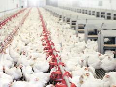 ITAC has launched a sunset review of anti-dumping duties on frozen bone-in chicken imports from Germany, the Netherlands and the UK. 