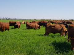 UAE red meat exporters get more time to meet livestock registration requirements.